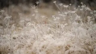 Заморозки на юге и туман. Штормовые предупреждения объявили в регионах Казахстана