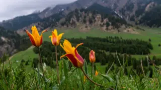 Потепление до +25, местами дожди: какой будет погода в Казахстане 20 апреля