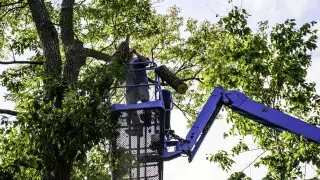 Высоту деревьев в Алматы могут ограничить до 7 метров