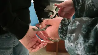 Троих полицейских задержали в Рудном