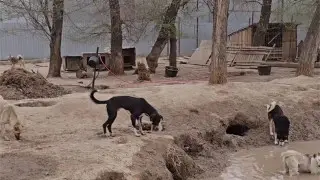 У приюта с сотнями животных изымают землю - что говорят в акимате Алматинской области