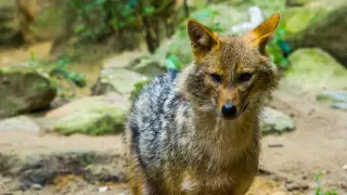 Шакал покусал двоих детей и взрослого в Туркестанской области