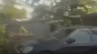 Дерево упало на автомобиль и повредило электросети в Алматы