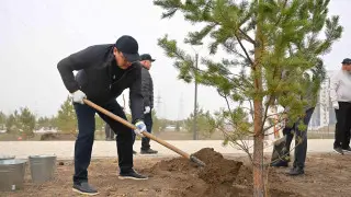 В области Абай посадили 5 тысяч саженцев деревьев