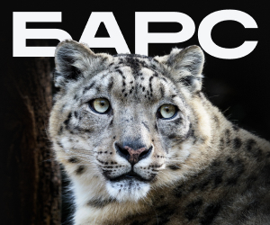 Большая кошка, которой нужно немного поддержки